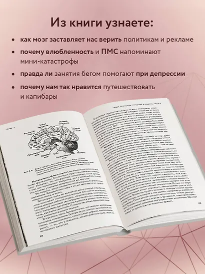 Мозг и его потребности. 2.0 от питания до признания - фото 6