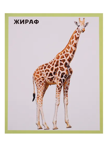 Животный мир 20 карточек - фото 5