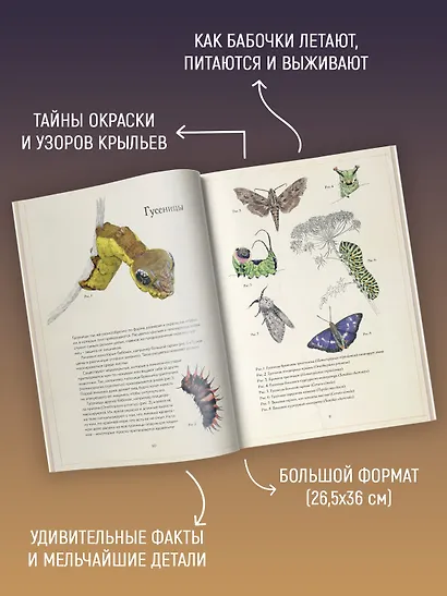 Загадочный мир бабочек - фото 4