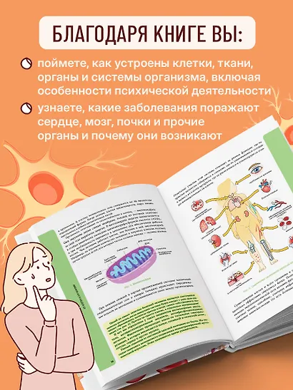 Анатомия для школьников. Пособие для учеников химико-биологических классов и абитуриентов естественно-научных направлений - фото 6