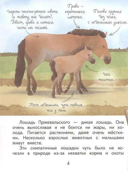 Николай Пржевальский - фото 4