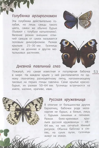 Наши насекомые. Определитель для детей - фото 5