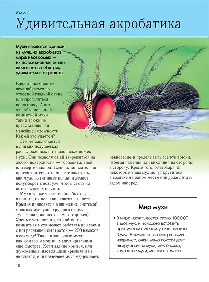 Насекомые. Полная энциклопедия - фото 14