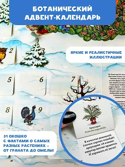 Адвент-календарь. Новогодняя ботаника: прогулка по зимнему лесу - фото 4