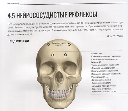 Мануальное мышечное тестирование: клинический атлас - фото 6