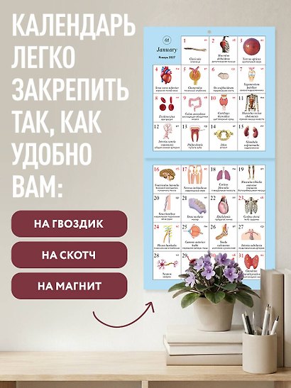 Анатомия на каждый день. 365 латинских терминов для студента-медика. Календарь настенный на 2027 год (300х300 мм) - фото 4