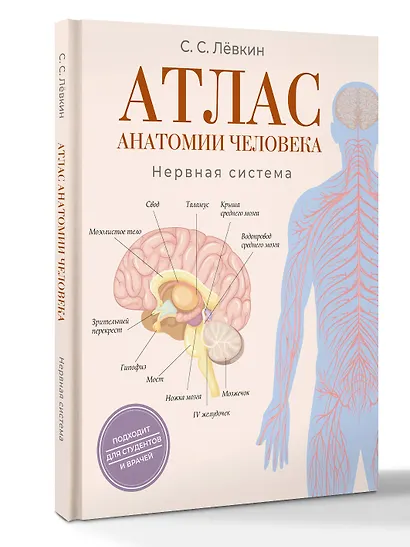 Атлас анатомии человека. Нервная система - фото 3