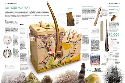 Тайны животных. Большая иллюстрированная энциклопедия - фото 13