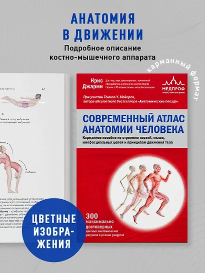 Современный атлас анатомии человека. Карманное пособие по строению костей, мышц, миофасциальных цепей и принципам движения тела - фото 4