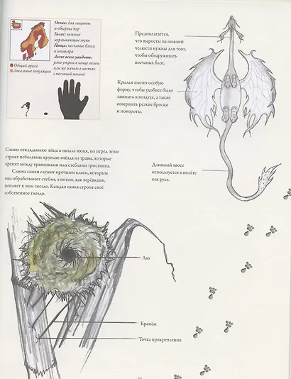 Северные драконы и искусство их обнаружения - фото 6