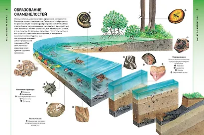 Всё о планете Земля и её обитателях. Визуальная энциклопедия - фото 3