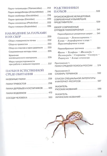 Пауки средней полосы России - фото 4