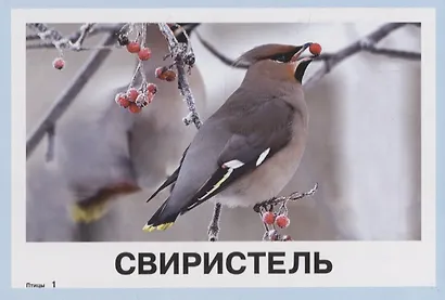 Карточки для умного развития. Птицы. 34 карточки - фото 2
