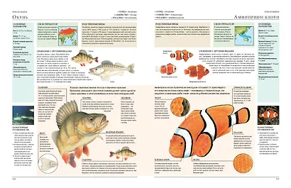 Животные мира. Моя большая энциклопедия - фото 9