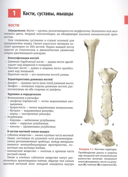 Руководство по кинезиологии. Функциональная анатомия. Биомеханика. Оценка состояния суставов и мышц - фото 8