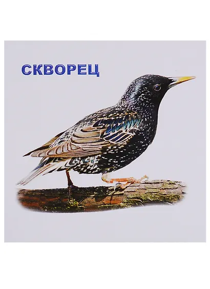 Перелетные птицы - фото 2
