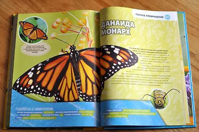 Большая энциклопедия насекомых - фото 7