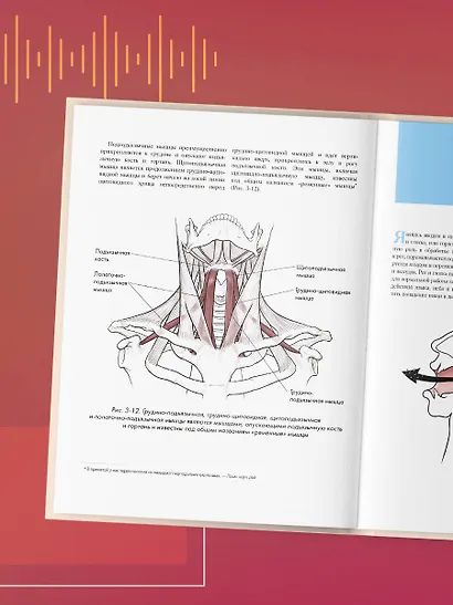 Анатомия голоса. Иллюстрированное руководство для певцов, преподавателей по вокалу и логопедов - фото 10
