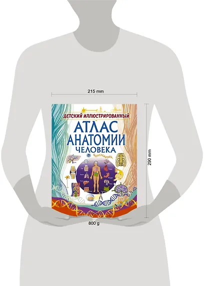 Детский иллюстрированный атлас анатомии человека - фото 3