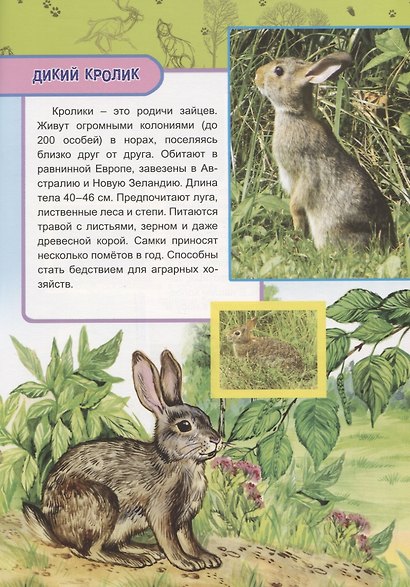 Животные и птицы Европы - фото 4