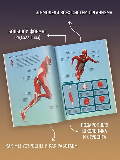 Иллюстрированный атлас. Анатомия человека - фото 5