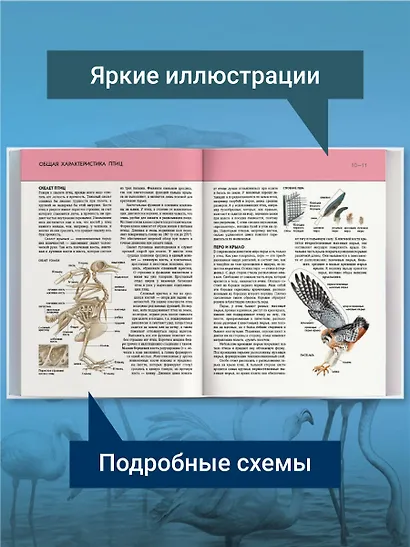 Птицы. Полная энциклопедия - фото 5