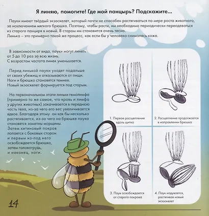 Паук - удивительное творение Аллаха - фото 5