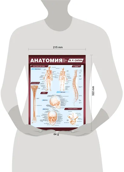 Анатомия. Самая компактная анатомическая таблица - фото 7