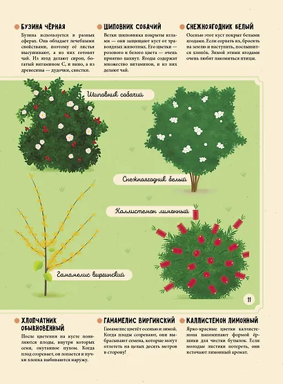 Растения. Энциклопедия для юных читателей в картинках - фото 6