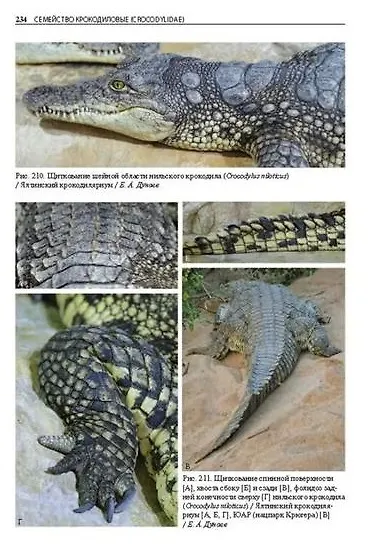 Крокодилы мира. Энциклопедия - фото 7