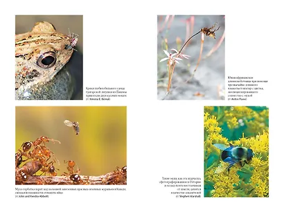 Супермухи. Удивительные истории из жизни самых успешных в мире насекомых - фото 5