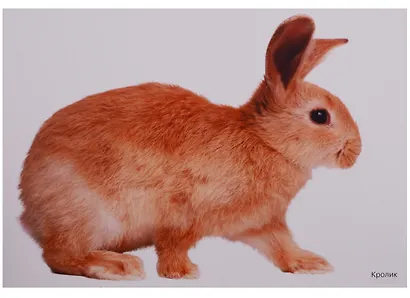 ФГОС Мир в картинках. Домашние животные - фото 5