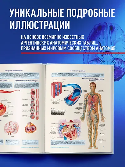 Анатомия человека. Популярный атлас. Самые подробные анатомические изображения - фото 8