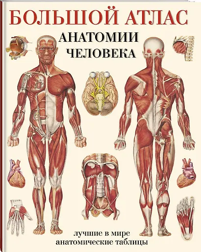 Большой атлас анатомии человека(в табл) - фото 3