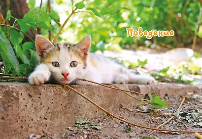 Моя большая книга о кошках и котятах - фото 5