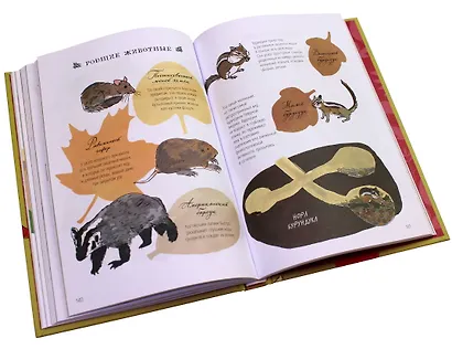 Анатомия природы. Занимательные детали мира природы - фото 9