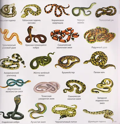 1000 картинок. Животные мира - фото 5