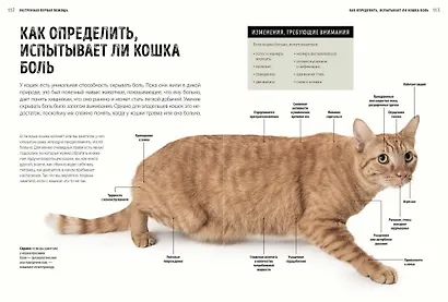 Первая помощь кошкам. Осмотр, действия в экстренных ситуациях, аптечка первой помощи, здоровье - фото 7