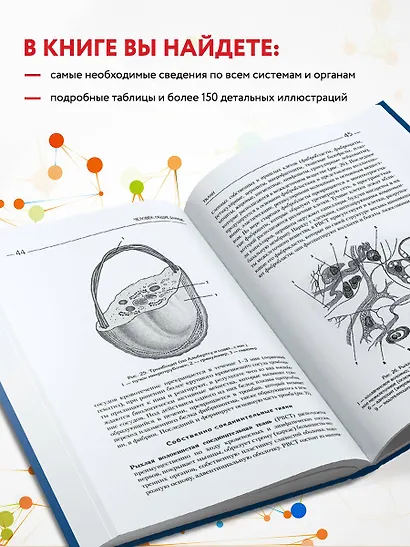 Атлас. Анатомия и физиология человека: полное практическое пособие. 2-е издание, дополненное - фото 5