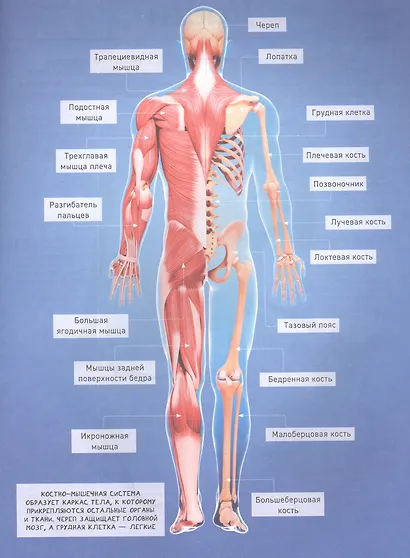 Тело человека - фото 5
