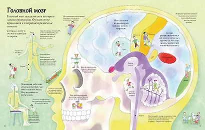 Открой тайны человека. 52 секретные створки - фото 4