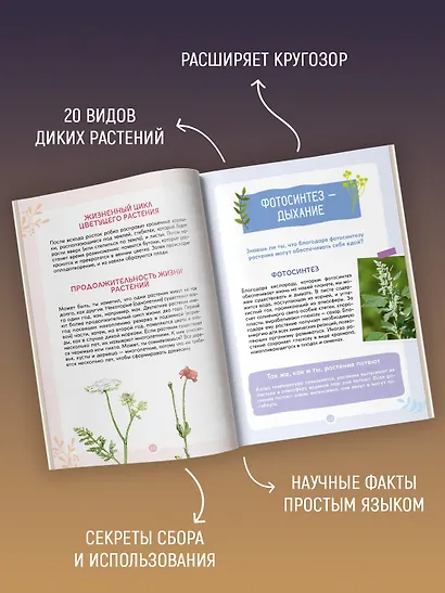 Растения вокруг нас - фото 5