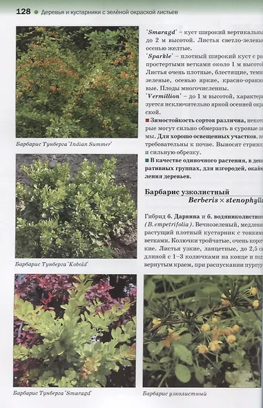 Атлас декоративных деревьев и кустарников - фото 4