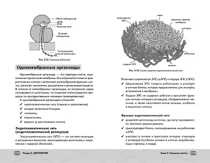 ЕГЭ. Биология - фото 13