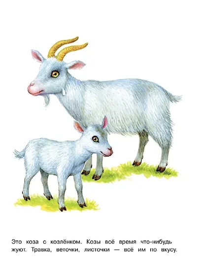 Домашние животные. Окружающий мир. Раскраска - фото 2