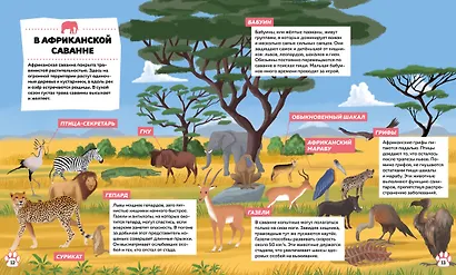 Дикие животные - фото 5