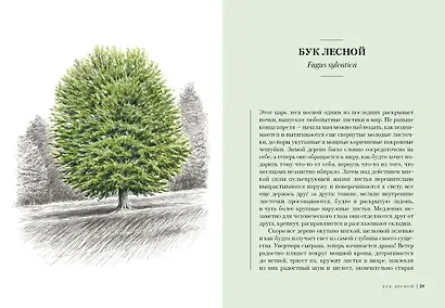 Деревья. Как жизни человека и дерева переплетены друг с другом - фото 5