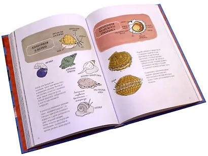 Анатомия океана. Занимательные детали жизни подводного мира - фото 8