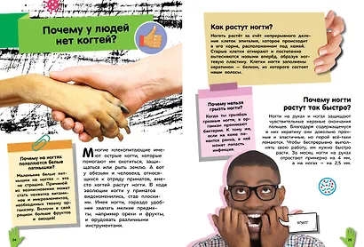 Путеводитель по телу человека. Вопросы и ответы - фото 9