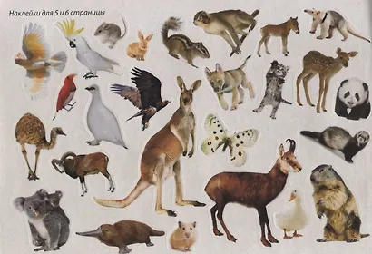 Животные со всего света - фото 4